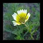 layia platyglossa